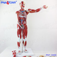PNT-0330 Best Price Anatomical Training Human Exercise Induced Muscle Model